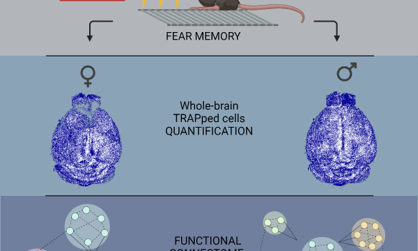 Una nuova tecnologia ottica rivela importanti differenze tra il cervello maschile e femminile