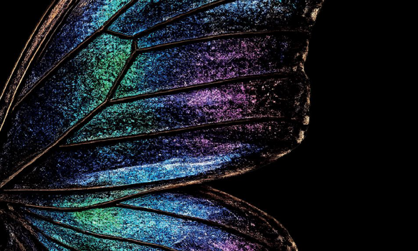 Bioinspiring Science and Structural Colour.